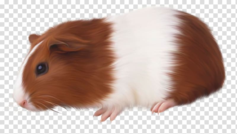 Brown and white guinea pig with glossy fur, alert eyes, and pink nose on transparent background.
