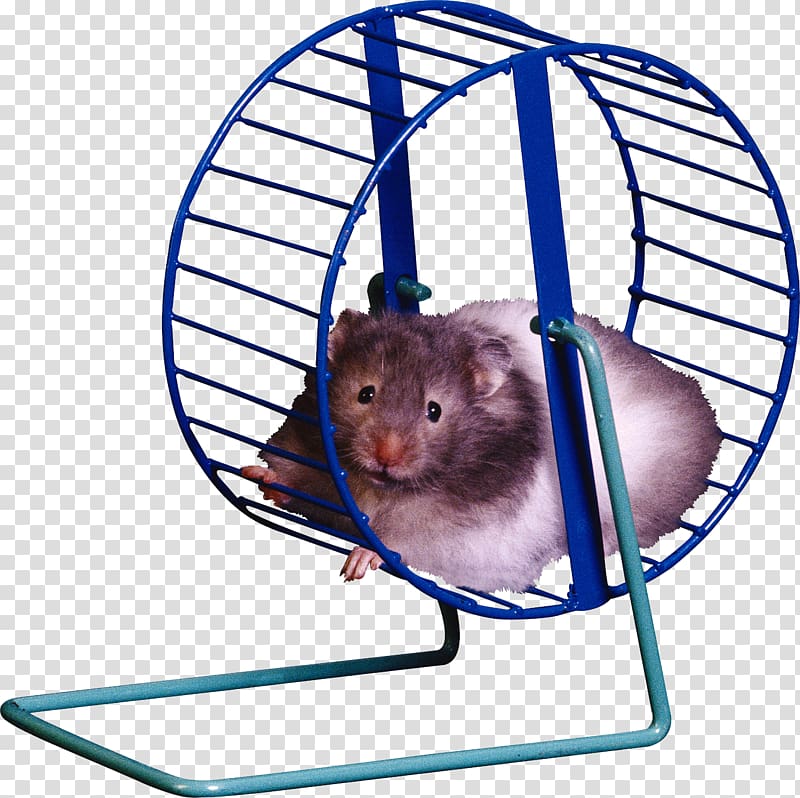 Hamster in Blue Exercise Wheel - Cute Pet Photo & Care Tips