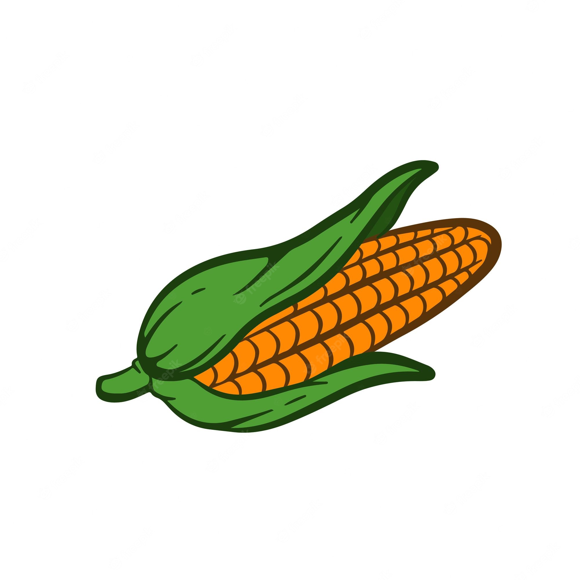 Fresh Corn on the Cob - Vibrant Illustration for Food & Agriculture Content
