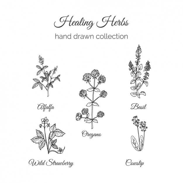 Trifolium alexandrinum Alfalfa Hay Illustration, clover seed 