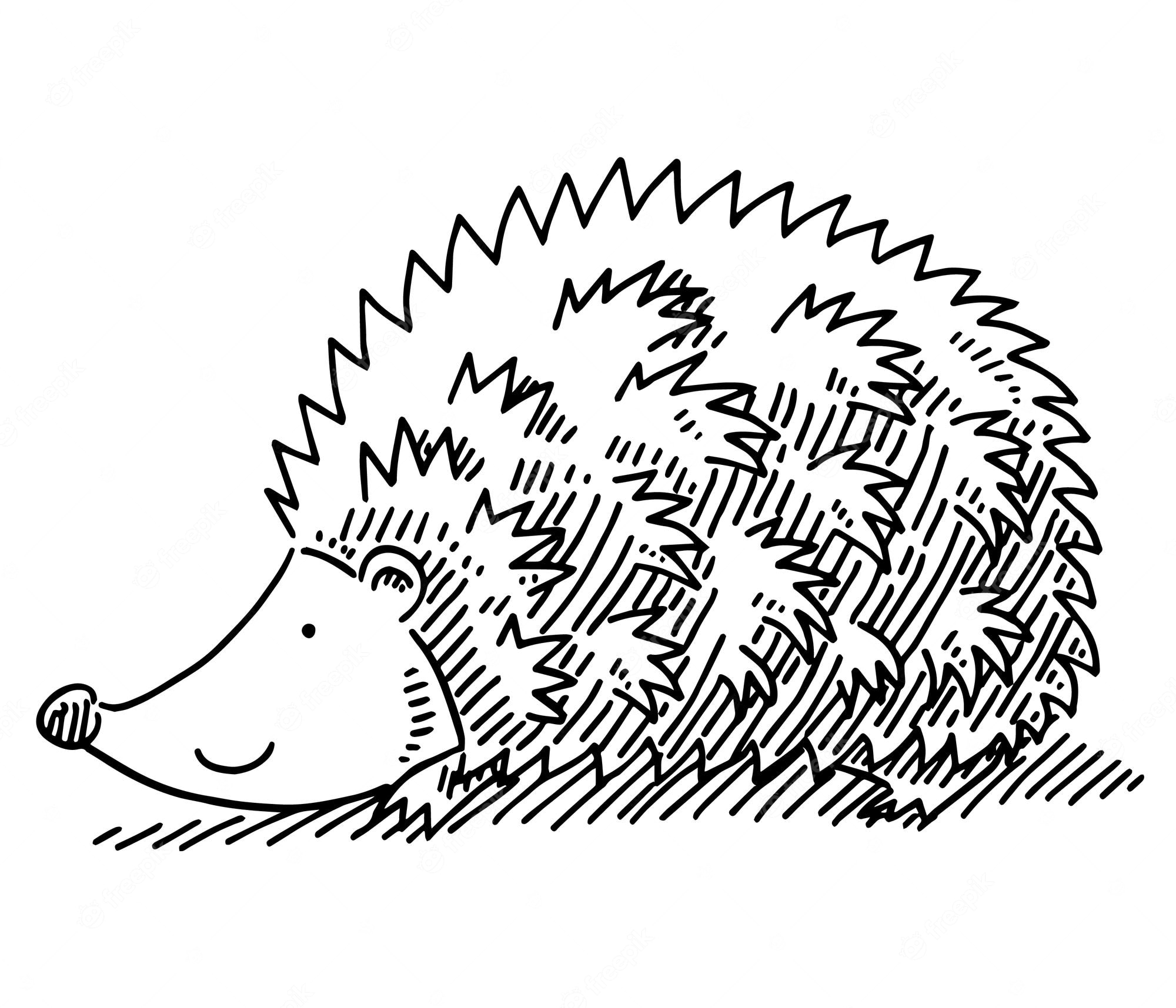 Hedgehog outline cliparts png images pngwing 3405164