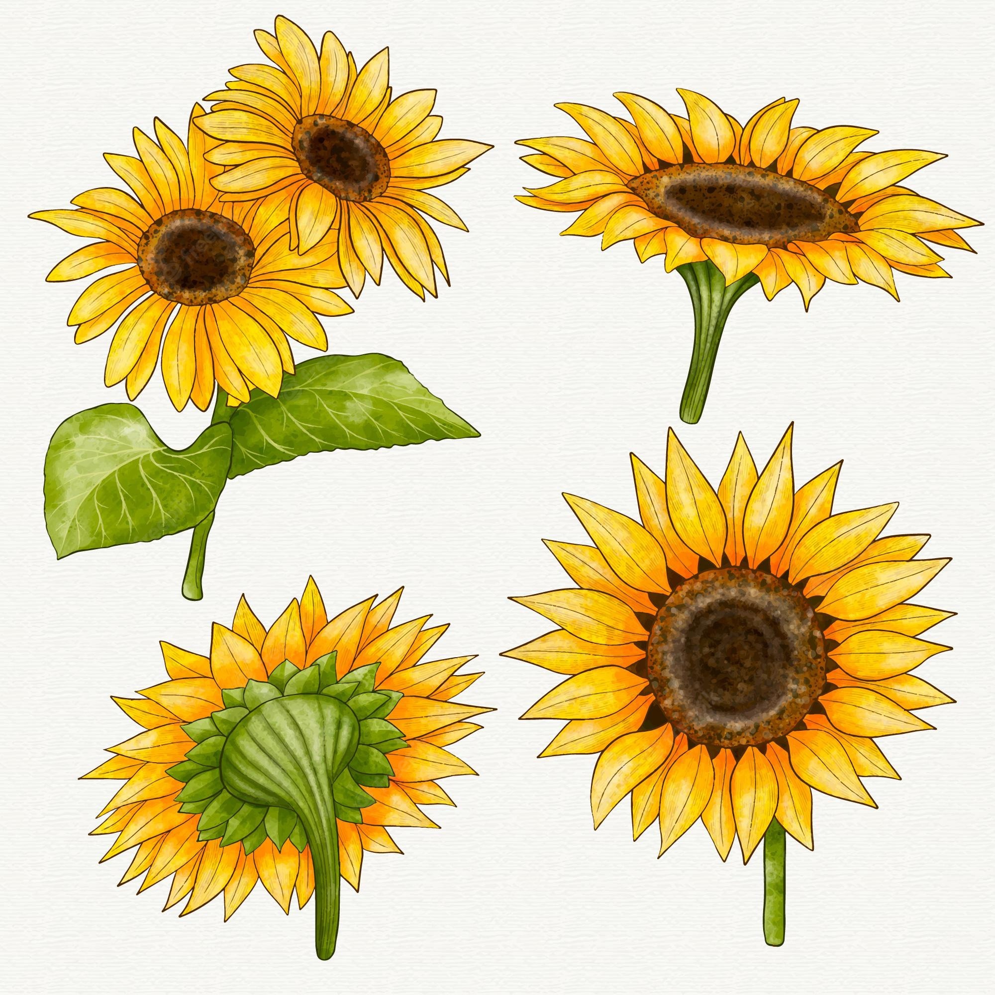 Vintage sunflowers clip art library