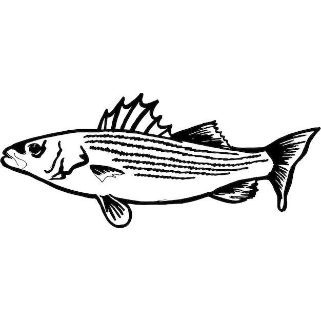 Black-and-white line drawing of a striped bass fish with prominent dorsal fin and horizontal stripes.