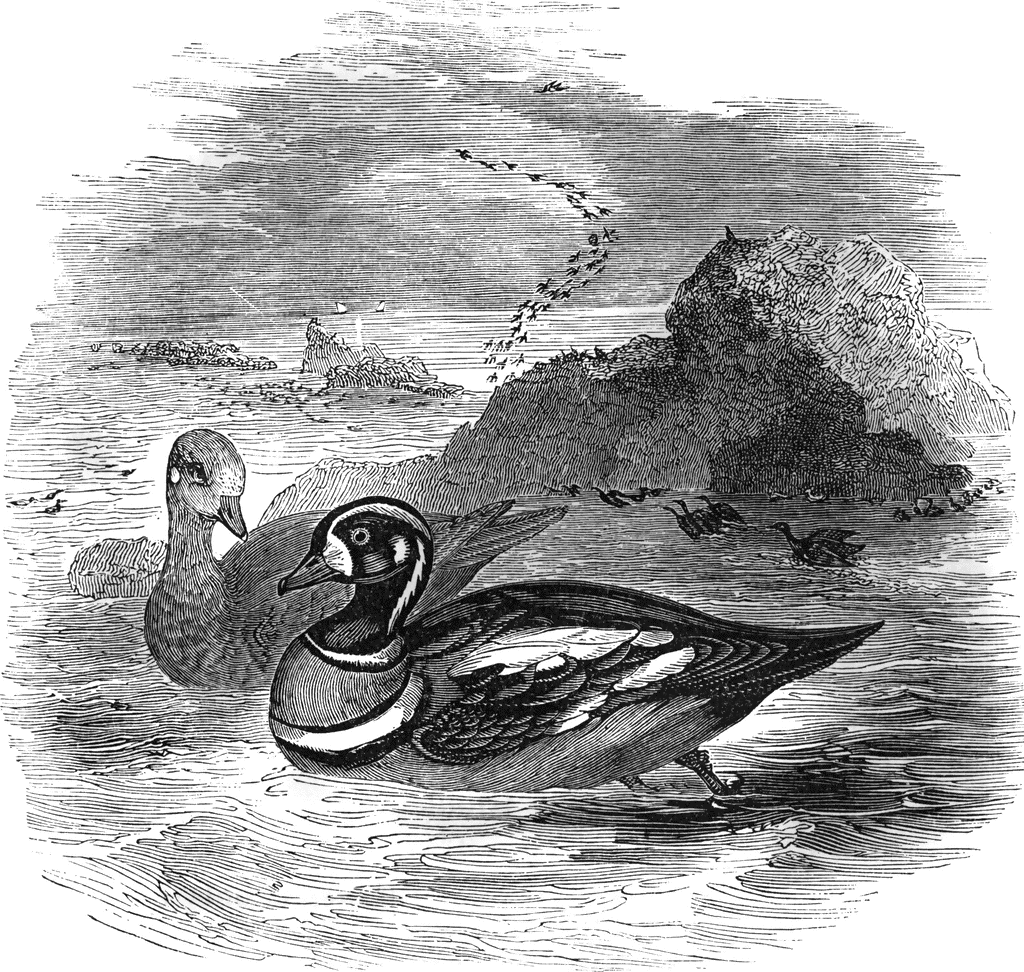 Two ducks swimming near rocky shore with flock of birds flying overhead in vintage engraving style.