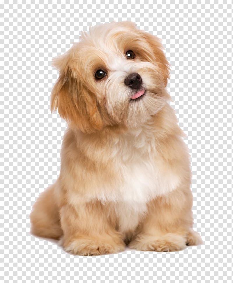 Havanese Puppys - Clip Art Library