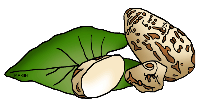 A illustrated depiction of a sliced and whole mushroom with green leaf, showing textured cap and white flesh.