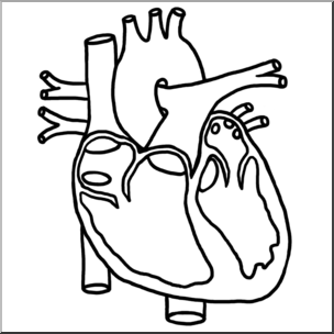 Black-and-white line drawing of a human heart showing major chambers, valves, and connected blood vessels.