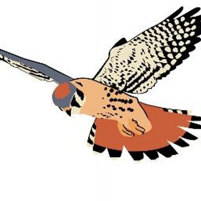 Illustration of a kestrel in flight, showcasing spotted plumage, orange underparts, and barred wings and tail.