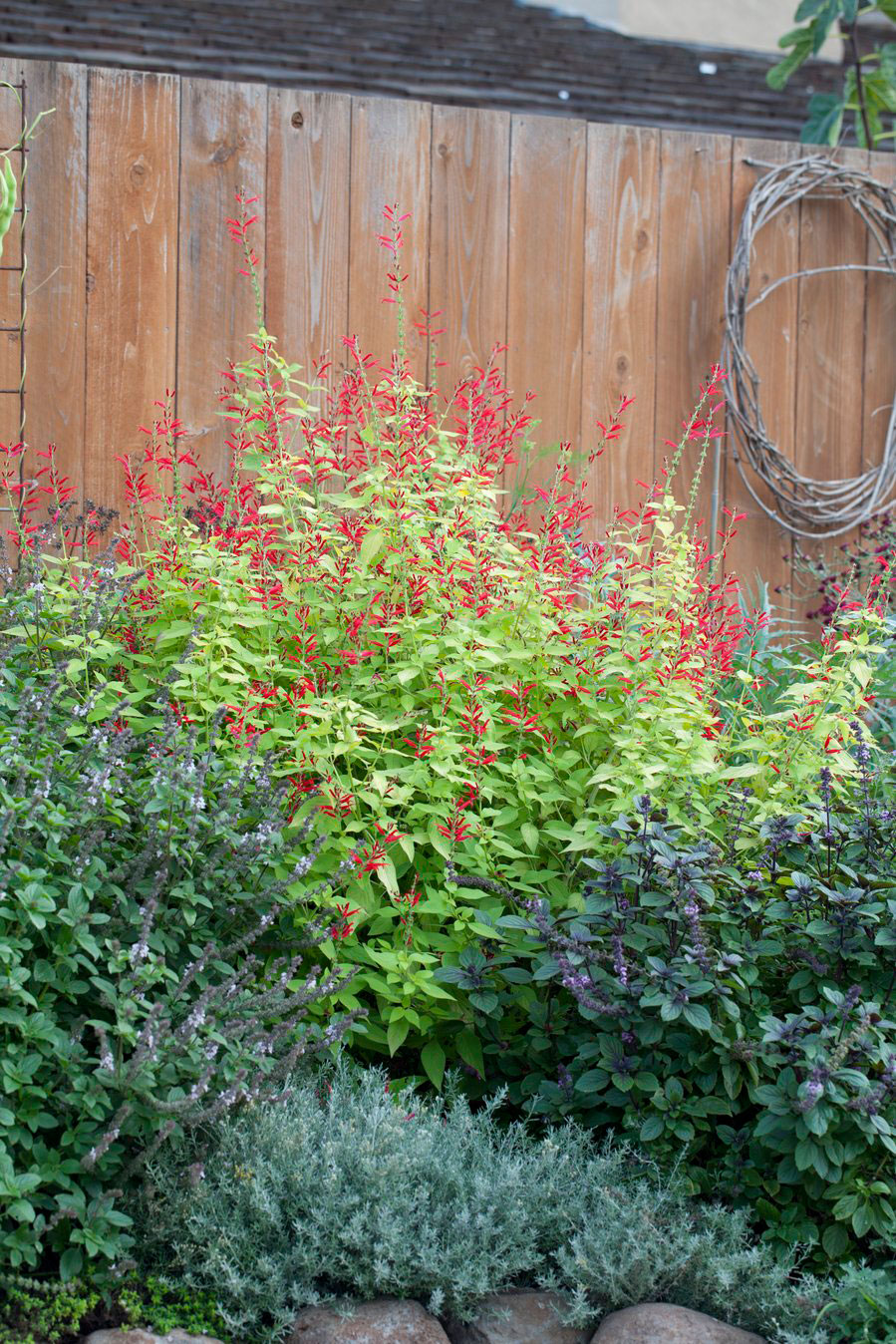 Herb Garden Clipart Cliparthut Free Clipart - Spice - Free 