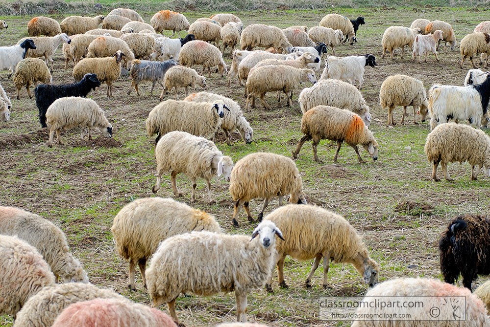 A large flock of sheep, including black and white varieties, grazing on a grassy pasture with patches of bare earth.