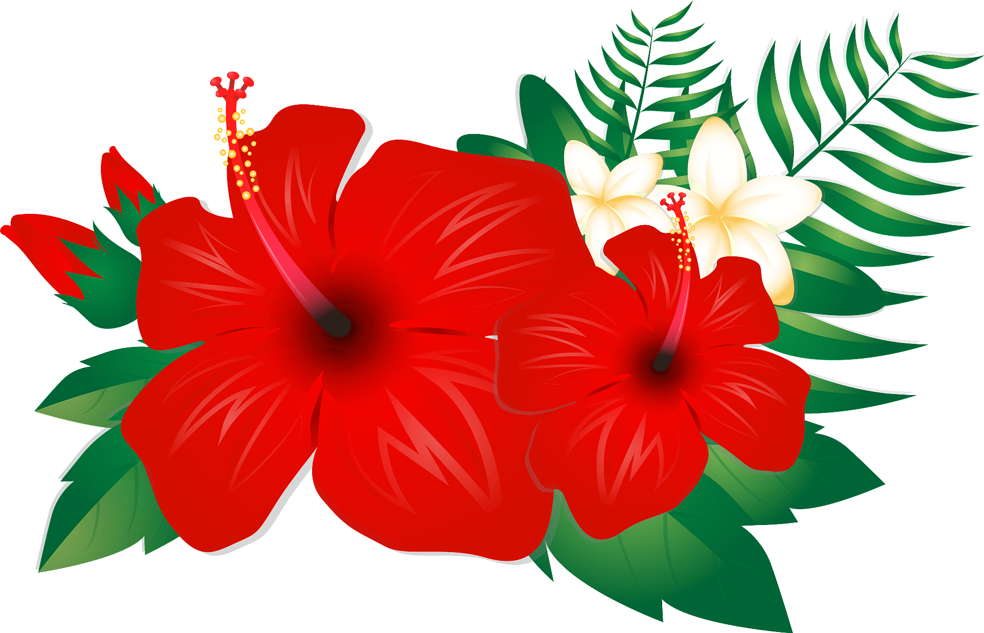 hibiscus flower - Clip Art Library