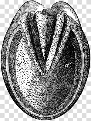 Vintage black-and-white anatomical cross-section of a horse's hoof, showing internal structures like the frog and sole.