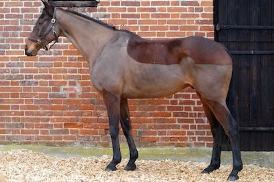 Bay horse with dark legs and partial roan pattern standing in front of brick stable wall.