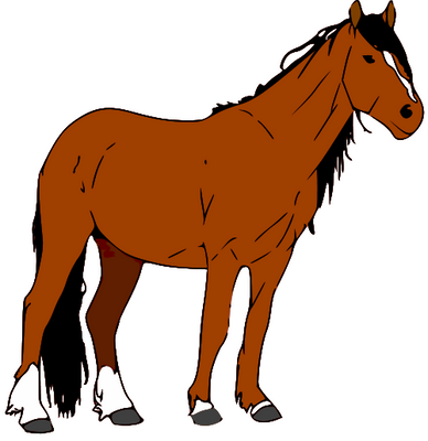 Brown horse with black mane, tail, and lower legs, standing in profile view on white background.