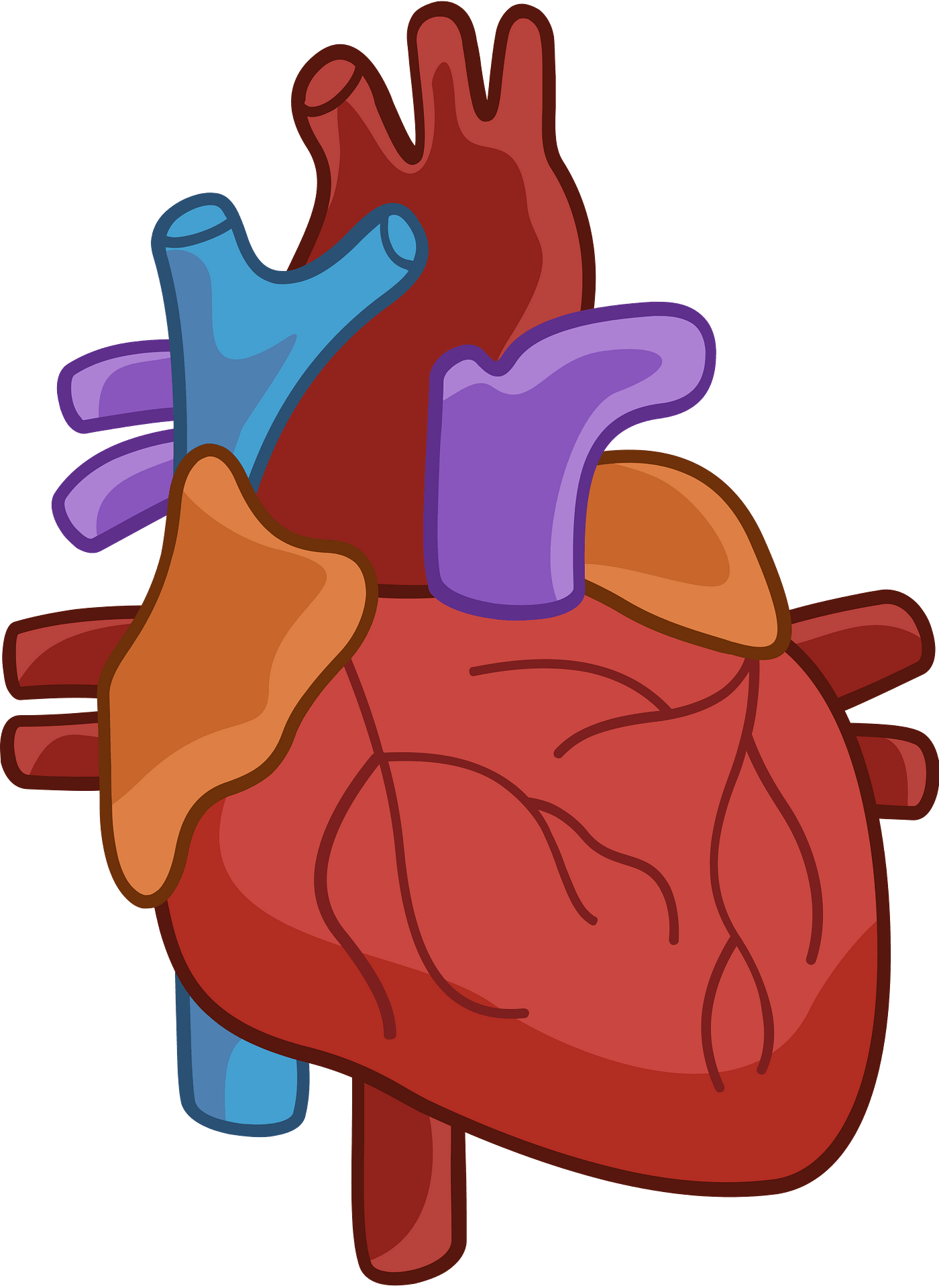 Human Organ Clipart PNG Images, Heart Human Organ Vector, Cartoon