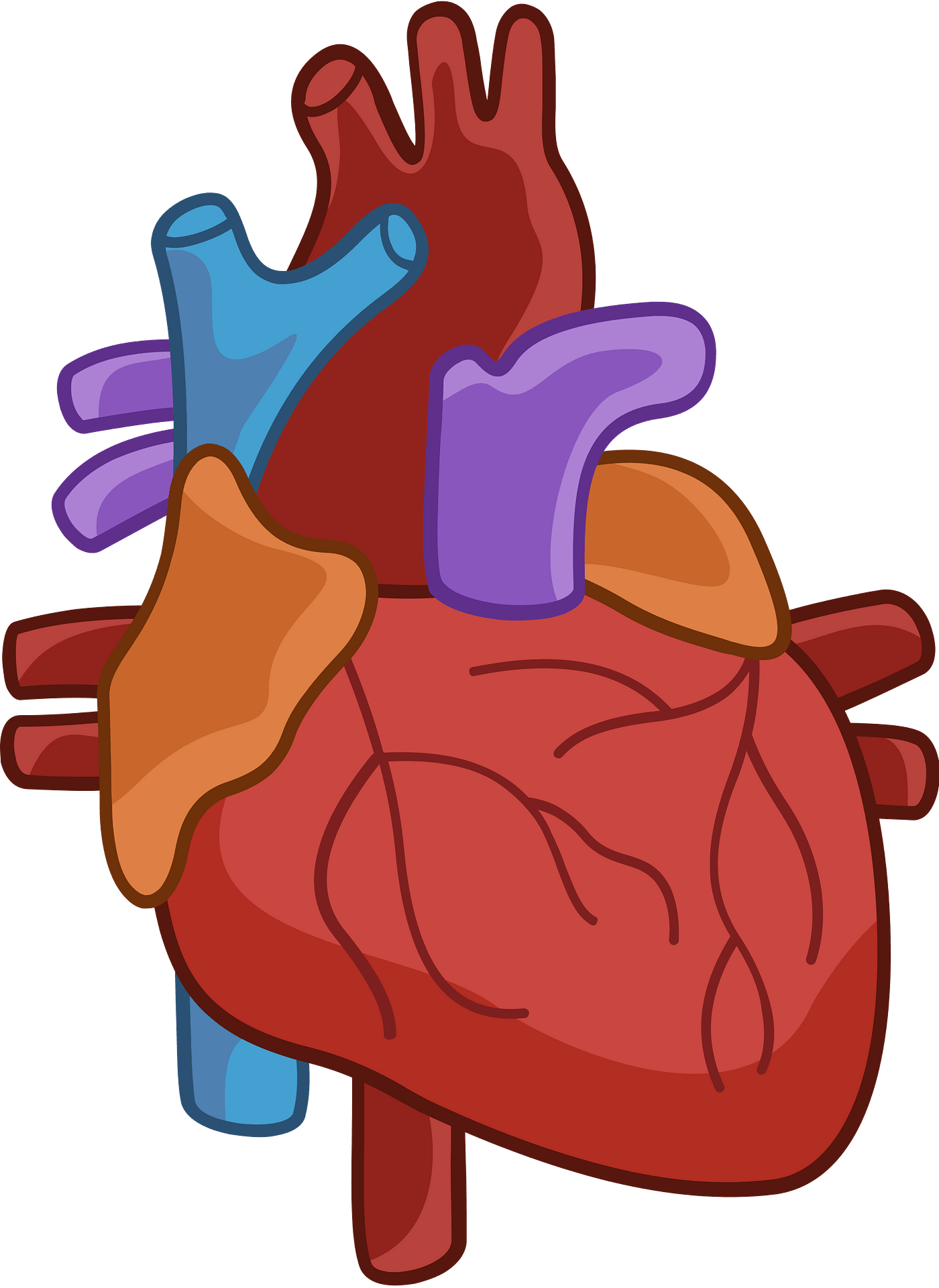 Human Heart Clipart Svg Cut File Heart Svg Realistic Heart Svg Anatomical Heart Svg 6596