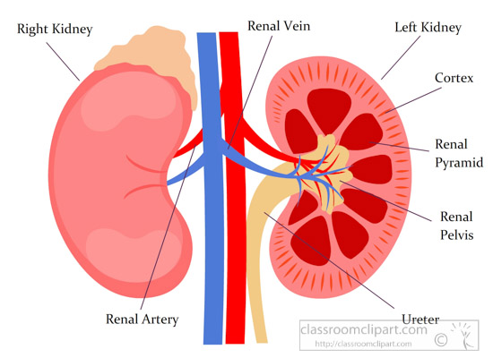 right kidneys - Clip Art Library