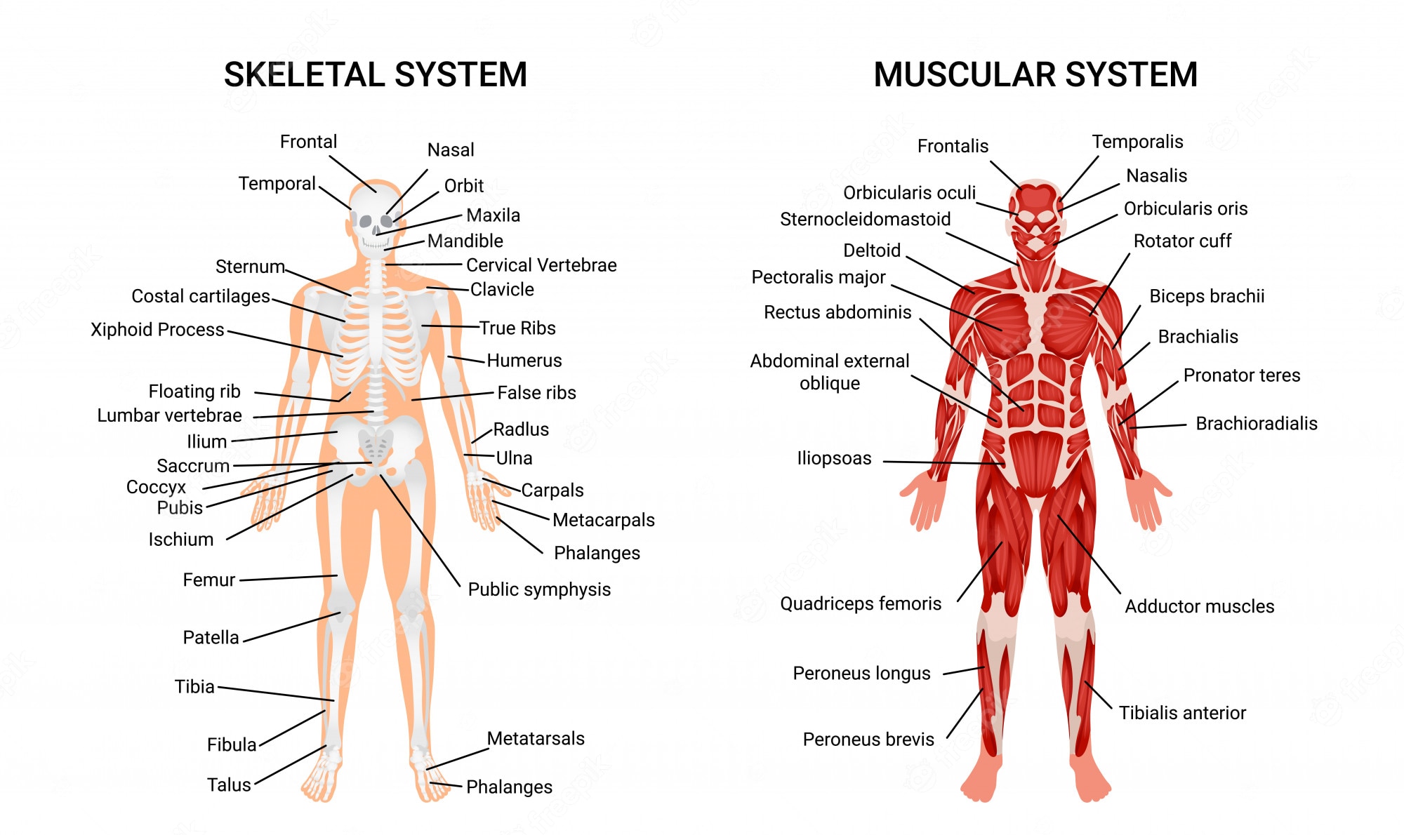 Human Skeletal vs Muscular System Anatomy - Labeled Diagram & Key Structures
