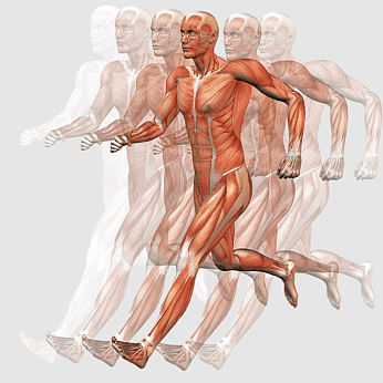 Anatomical illustration of a human runner showing layered musculature in motion sequence.
