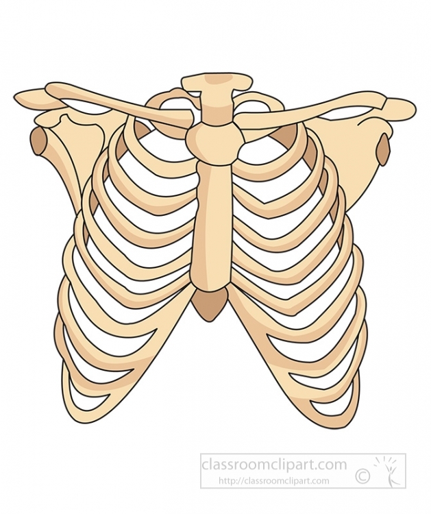Illustration of the human rib cage and sternum, showing 12 pairs of ribs, clavicles, and scapulae in anterior view.
