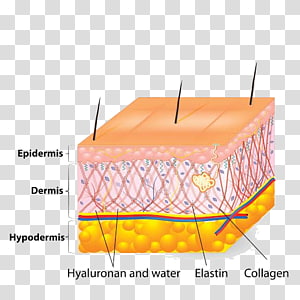 Diagram of human skin layers showing epidermis, dermis, hypodermis, and key components like collagen, elastin, hyaluronan, and water.