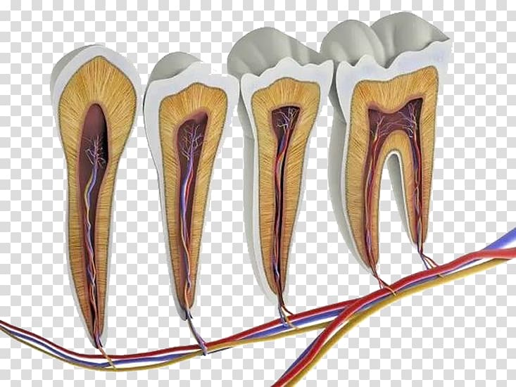 Cross-sectional diagram of four human teeth showing enamel, dentin, pulp, nerves, and blood vessels with connected vascular supply.