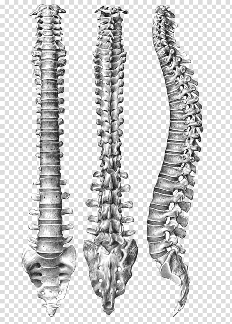 Three anatomical illustrations of the human vertebral column: anterior, posterior, and lateral views.