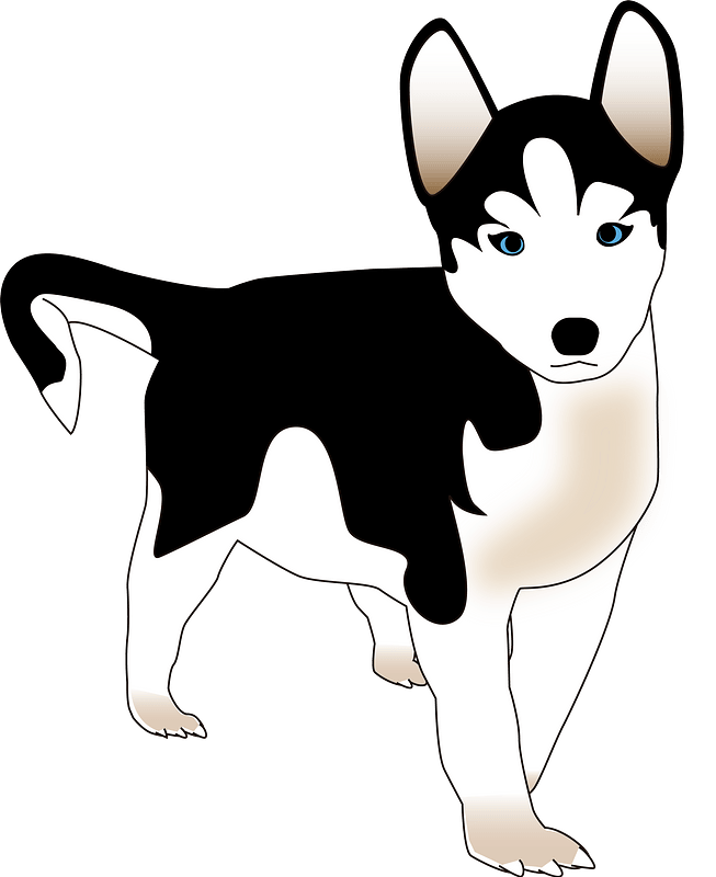 Black and white husky puppy with blue eyes standing alert against a gray background.