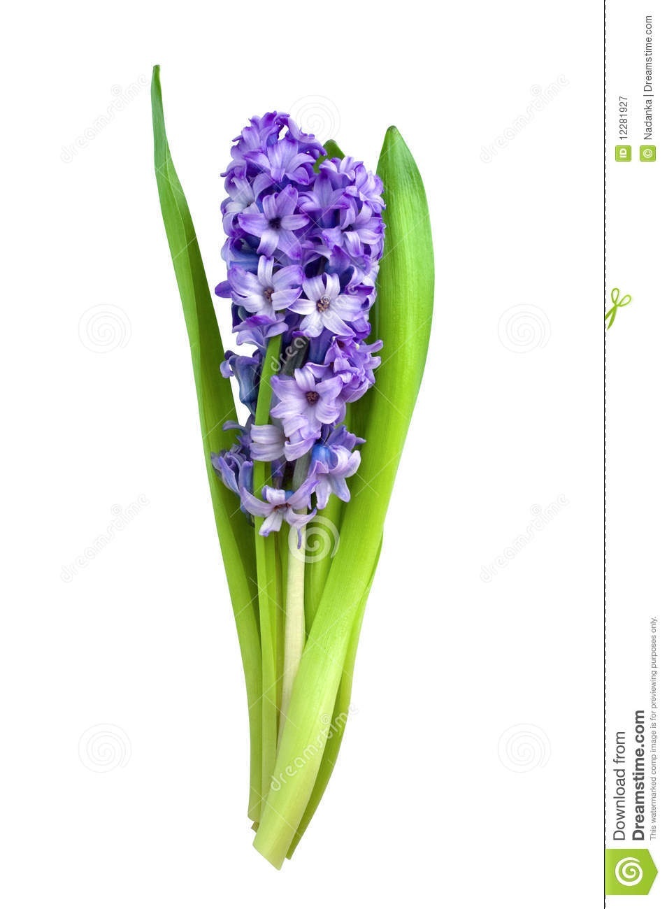 Purple Hyacinth Flower - Spring Bloom & Botanical Beauty