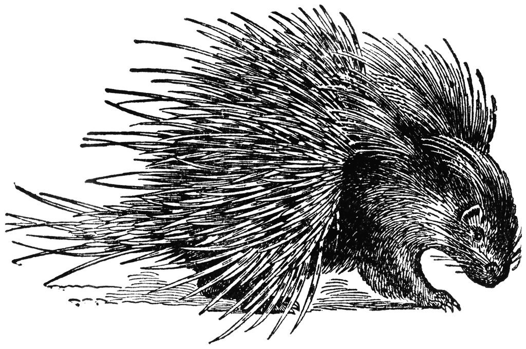 Black-and-white vintage illustration of a porcupine with raised quills, detailed linework showing texture and posture.