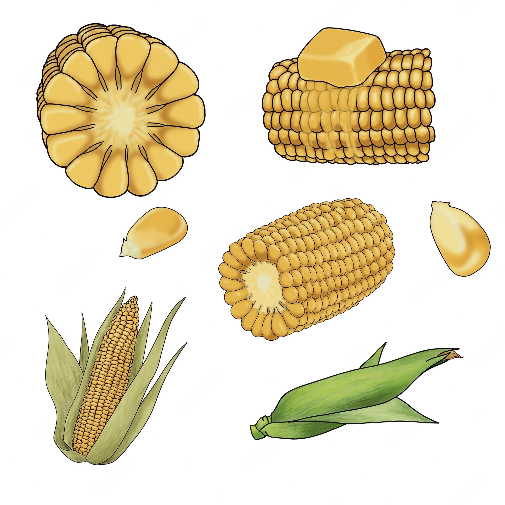 Corn On The Cob Drawing Sweet Corn Clip Art, PNG, 909x1226px, Corn ...