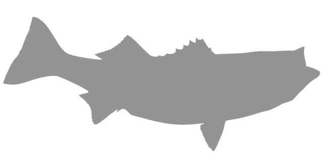 Gray silhouette of a bass fish, showing distinct dorsal fin, tail, and streamlined body shape.