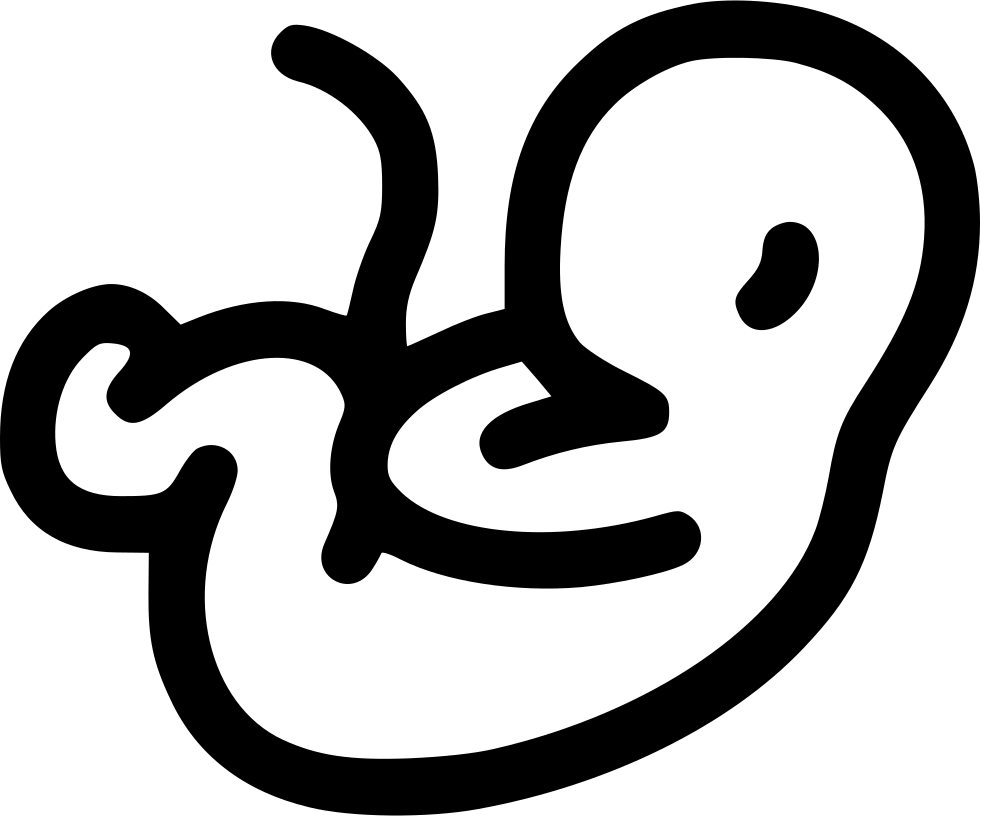 Embryo Clipart