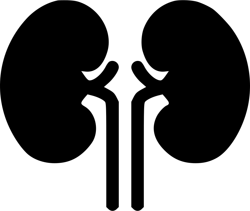 Kidney Medicine Internal Organs Vector Icon Stock