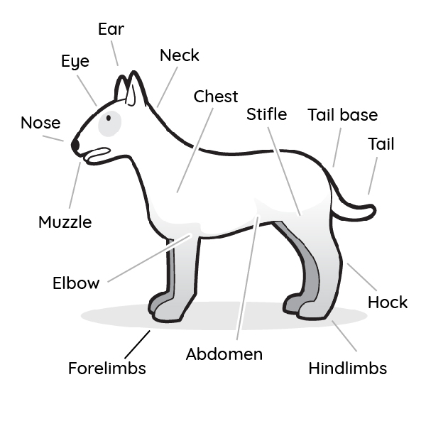 3,800+ Dog Anatomy Stock Photos, Pictures & Royalty-Free Images - Clip ...