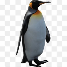 Emperor Penguin Bird Gentoo Penguin Clip Art Png X Px Clip Art Library