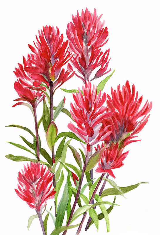 Vibrant red Indian paintbrush wildflowers with green leaves in watercolor style against white background.