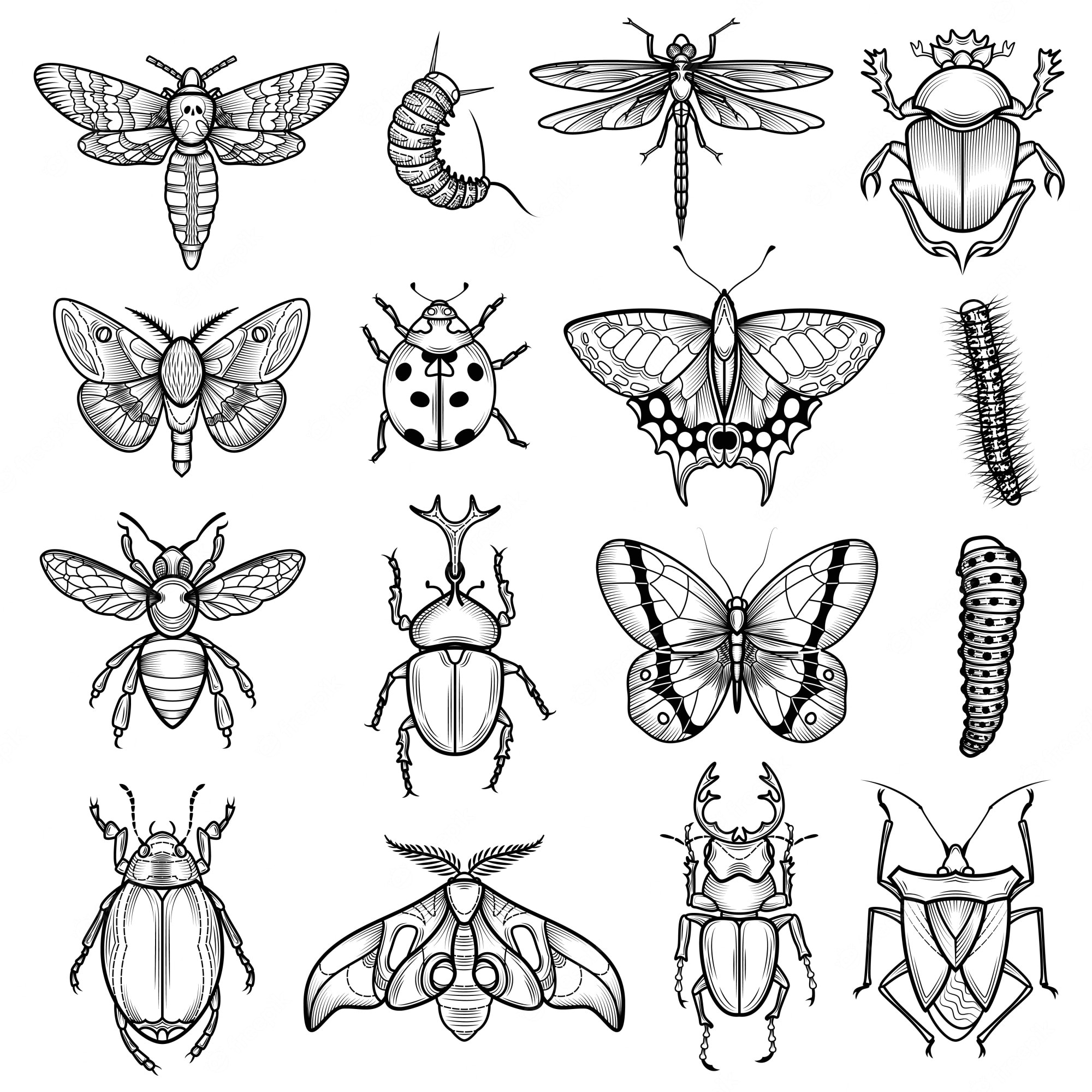 White Bugs - Clip Art Library