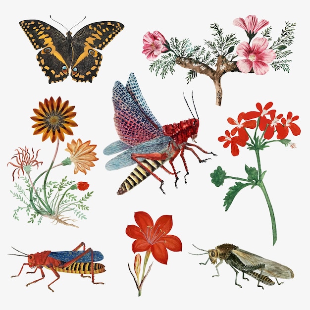 Vintage botanical illustration featuring butterflies, grasshoppers, and flowering plants in detailed watercolor style.