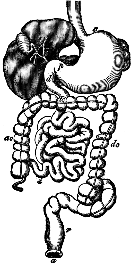 small intestines - Clip Art Library