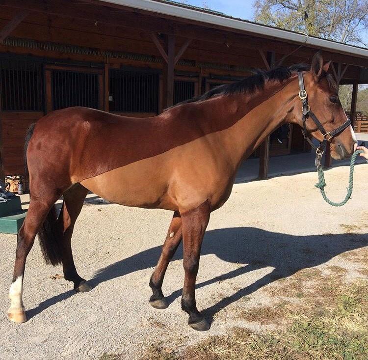 Chestnut horse with white sock on left hind leg, wearing halter, standing in front of stable on sunny day.