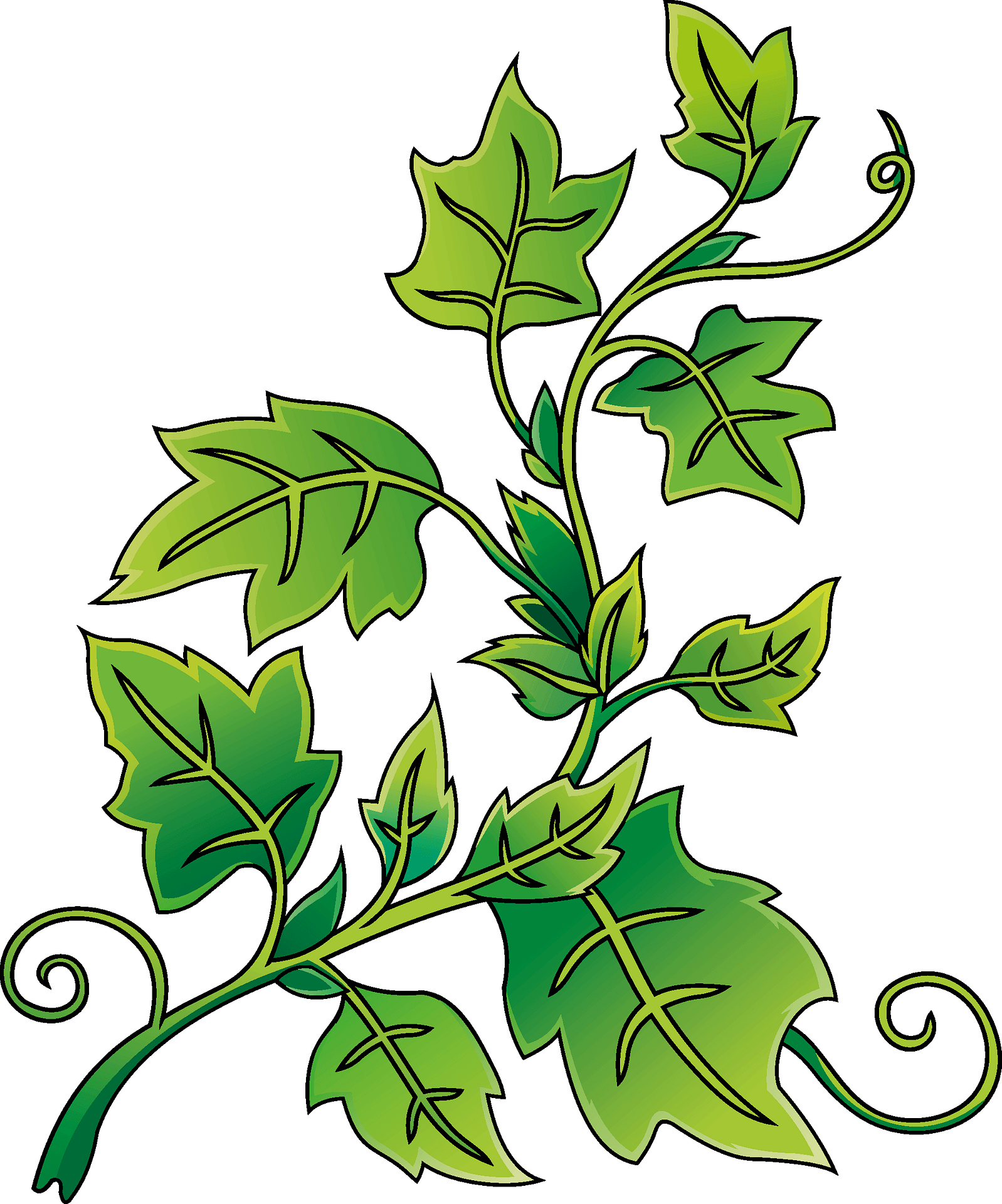 Free Ivy Cliparts, Download Free Ivy Cliparts png images, Free - Clip ...