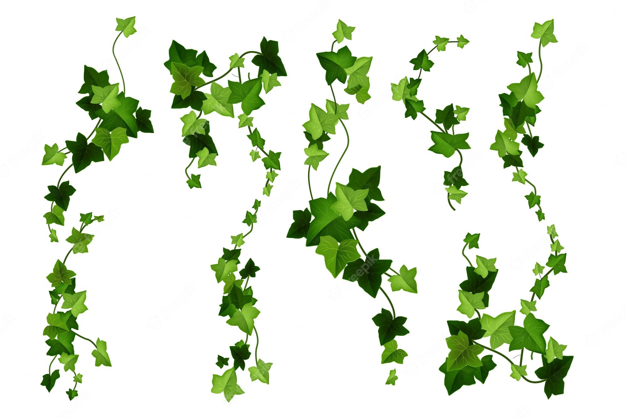 Free Clipart Of A green vine border