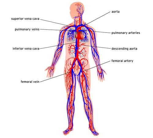 Human circulatory system diagram showing major arteries (red) and veins (blue), including aorta, vena cavae, pulmonary vessels, and femoral vessels.