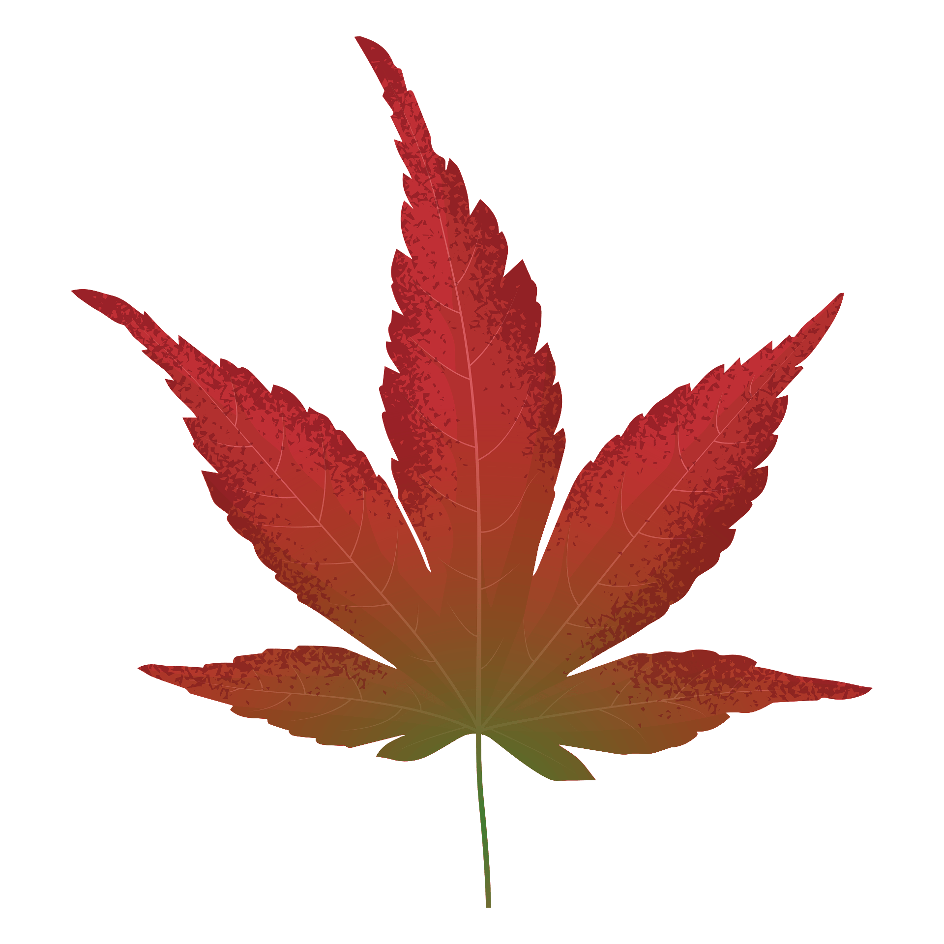 Japanese Maple Tree Stock Illustration - Download Image Now - Clip Art ...