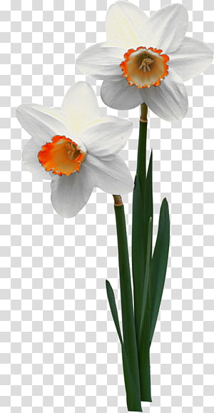 Two white daffodils with orange centers and green stems on transparent background.