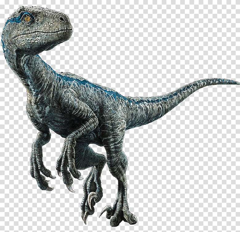 A highly detailed Velociraptor with blue markings, textured gray skin, and sharp claws, posed dynamically against a transparent background.