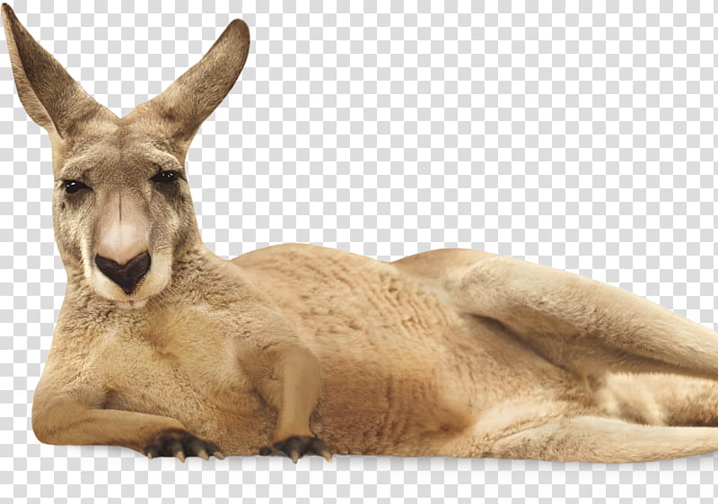 A relaxed adult kangaroo lying on its side, facing forward with large ears and expressive eyes.