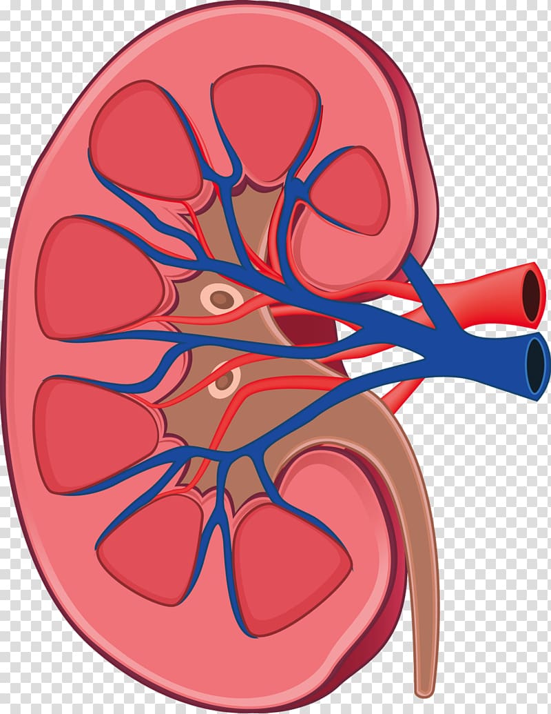 Cross-sectional illustration of a human kidney showing renal cortex, medulla, calyces, renal artery (red), vein (blue), and ureter.
