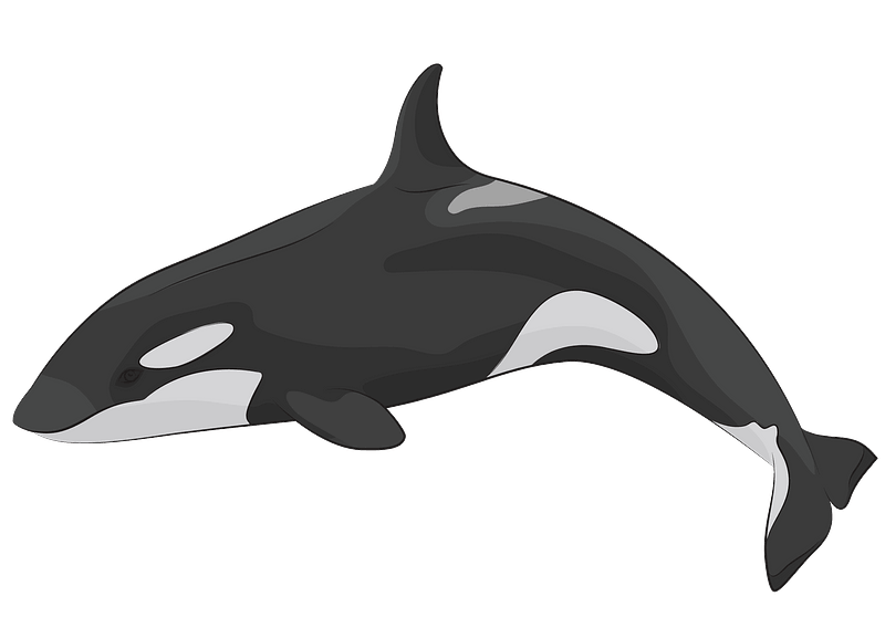 A stylized illustration of an orca whale swimming, featuring black and white markings against a teal background.
